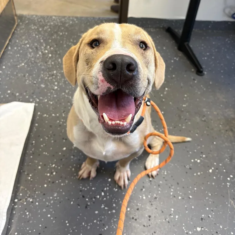 An adult large-sized male Yellow / Tan / Blond / Fawn Mixed Breed dog named Samuel for adoption in Columbiana, AL