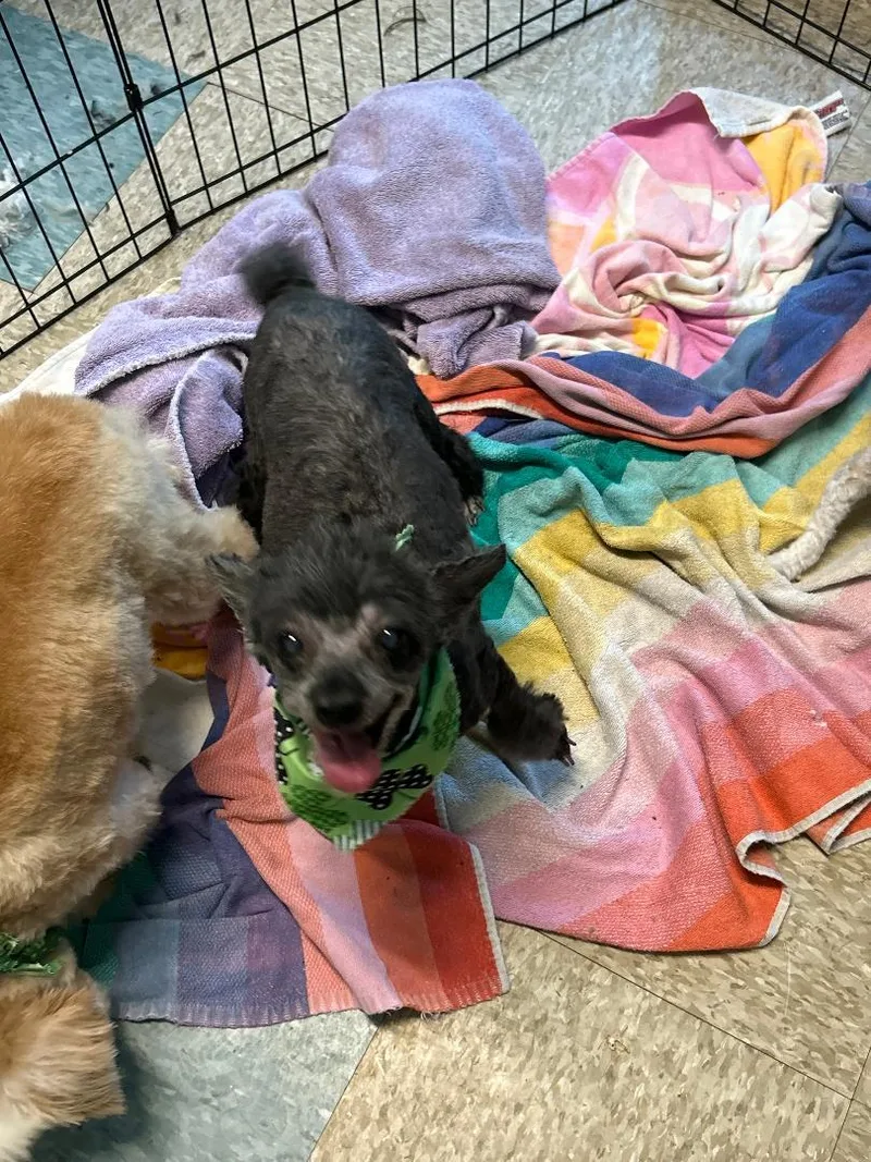 A senior small-sized female Miniature Poodle dog named Chloe And Paisley for adoption in Lancaster, SC