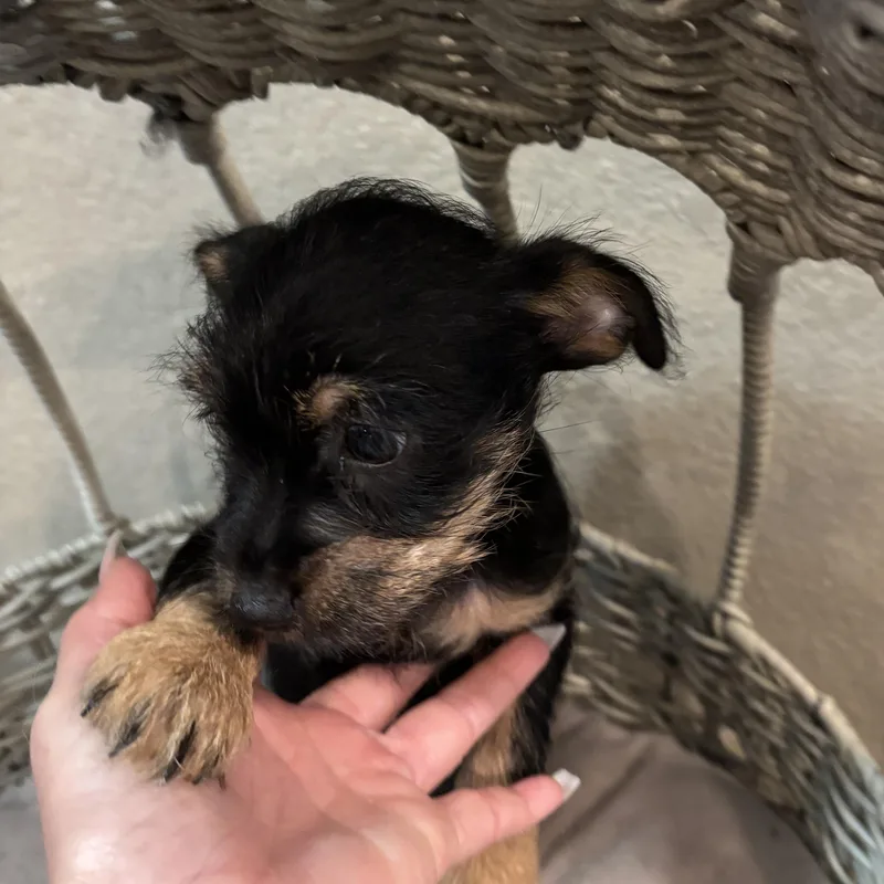 Yorkiechih Puppy! thumbnail 2