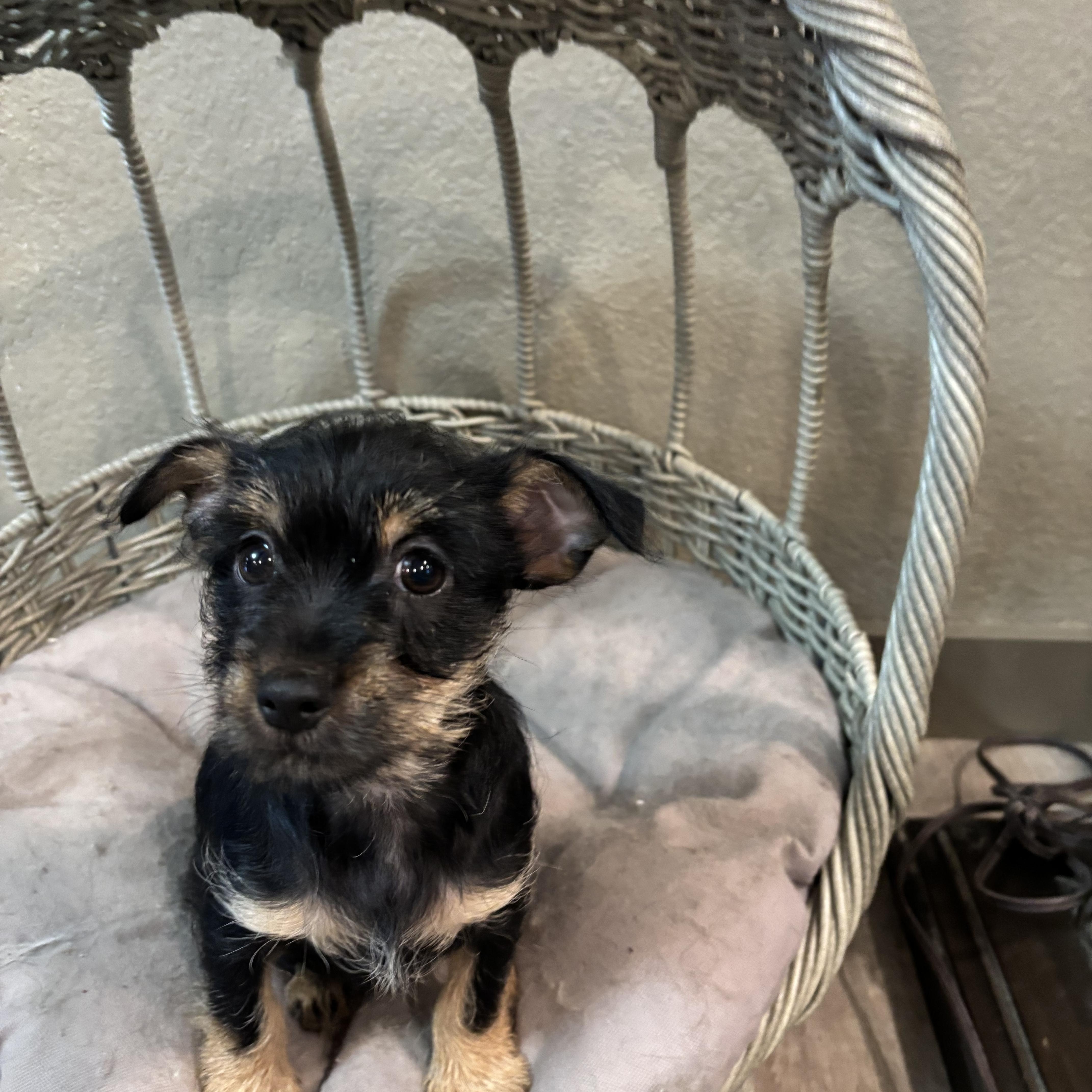 Yorkiechih Puppy! thumbnail 3