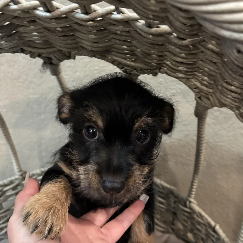 Yorkiechih Puppy! thumbnail 4