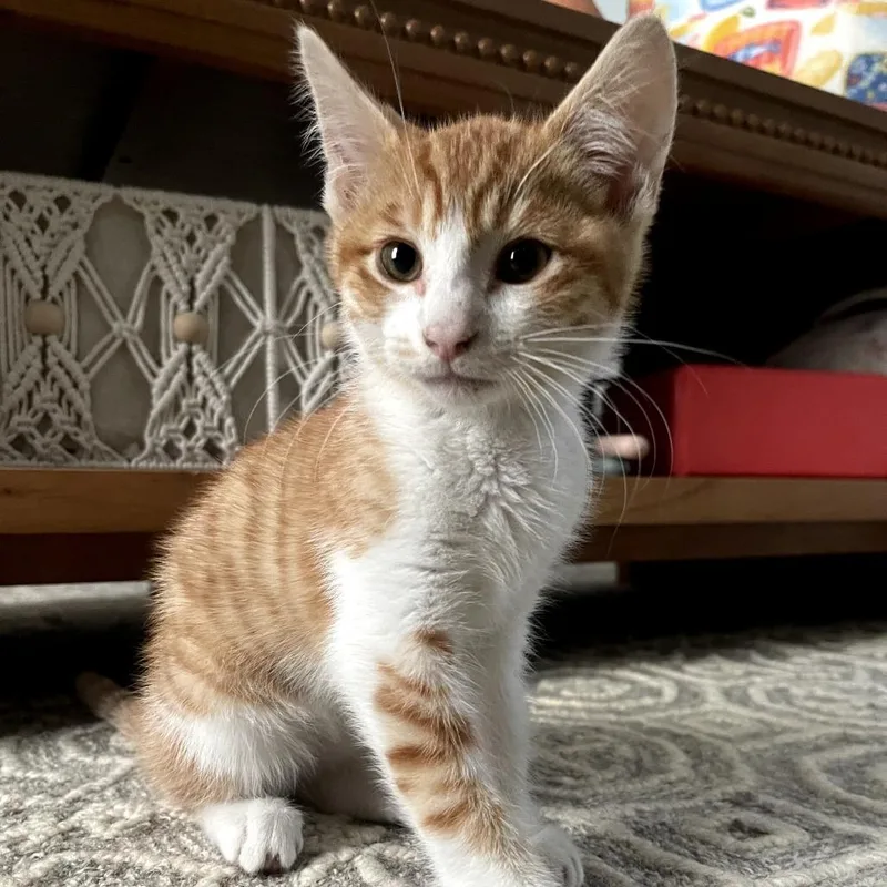 Astro
