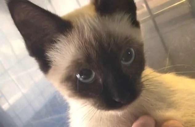 A baby medium-sized female Siamese cat named Mocha for adoption in Newaygo, MI