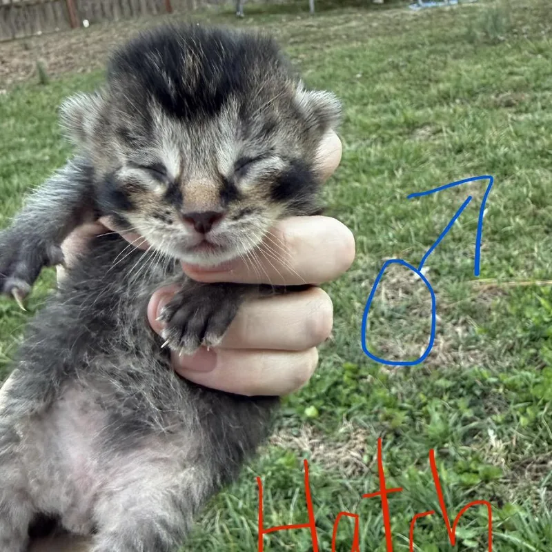 Hatch thumbnail 2