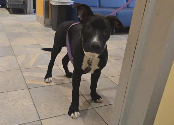 A young small-sized male Pit Bull Terrier dog named Dragon for adoption in Tustin, CA
