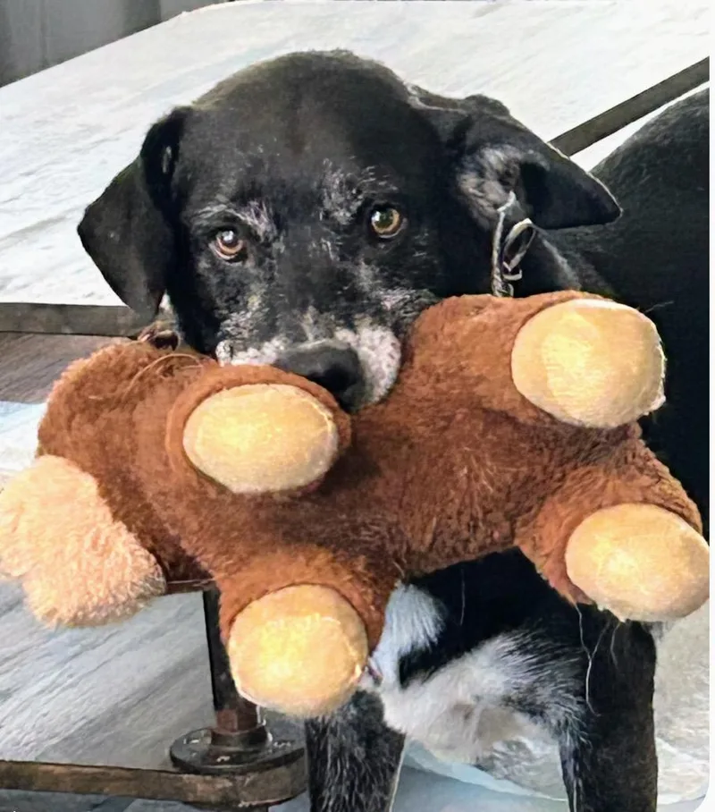 A senior medium-sized male Bicolor Labrador Retriever dog named Bishop for adoption in Scottsburg, IN