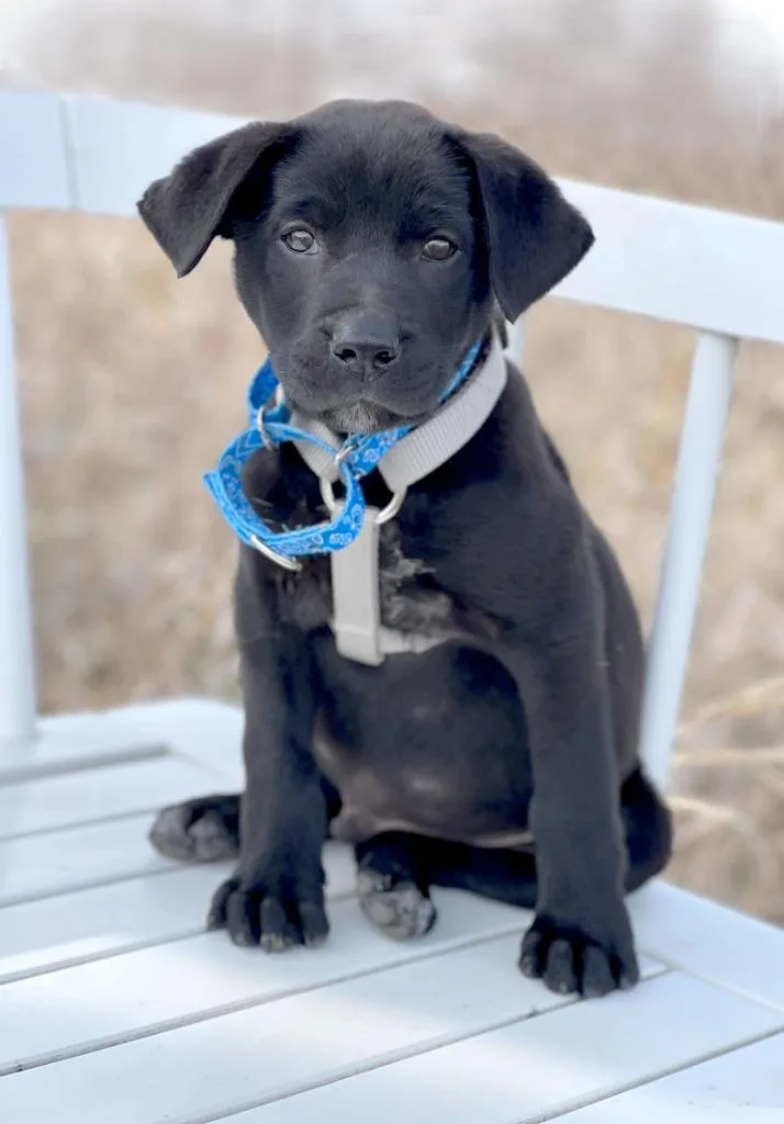 A baby medium-sized male Black Labrador Retriever dog named Coal for adoption in Savage, MN