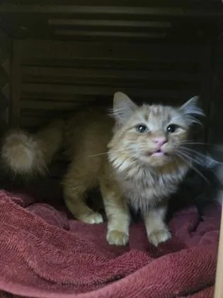 A baby medium-sized female Domestic Medium Hair cat named Cheeseburger for adoption in Savannah, GA