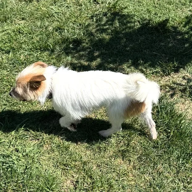 An adult small-sized male White / Cream Yorkshire Terrier dog named Beegee for adoption in Lenoir, NC