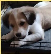 A baby small-sized male Mixed Breed dog named Filbert for adoption in Mesa, AZ