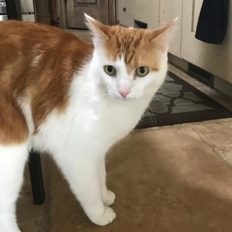 A senior small-sized male Orange / Red Turkish Van cat named Kiwi for adoption in Bountiful, UT