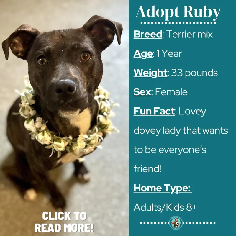 A young medium-sized female Brindle Pit Bull Terrier dog named Ruby for adoption in Metamora, MI