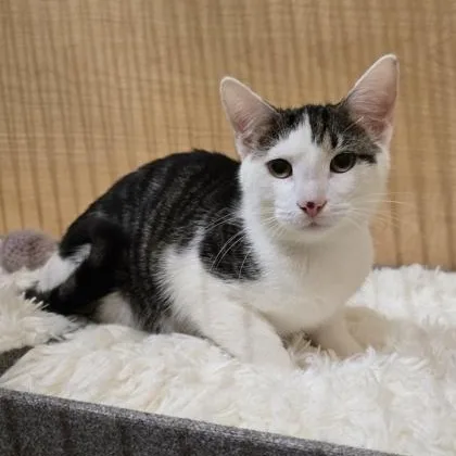 A young medium-sized male Gray & White Domestic Short Hair cat named Rex for adoption in Warr Acres, OK
