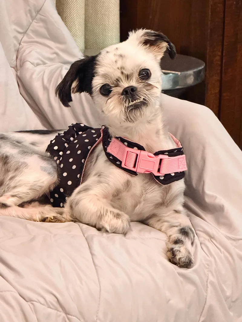 A young small-sized female Shih Tzu dog named Munchkin for adoption in Atlanta, GA