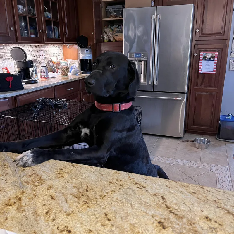 An adult large-sized male Black Black Labrador Retriever dog named Midknight for adoption in Warrington, PA