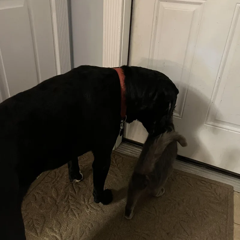 Midknight thumbnail 2