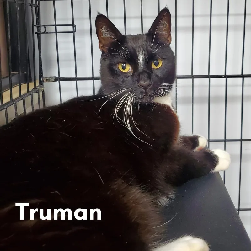 A senior medium-sized male Black & White / Tuxedo Domestic Short Hair cat named Truman for adoption in New Haven, CT