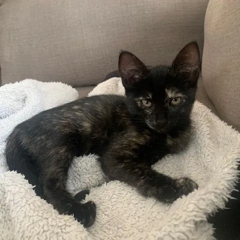 A baby small-sized female Black Domestic Short Hair cat named Drunken PB Cups Cattail for adoption in Redmond, WA