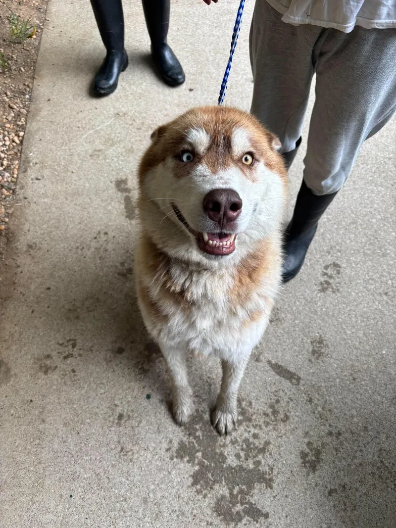 An adult medium-sized male Golden Mixed Breed dog named Kilo for adoption in Leitchfield, KY