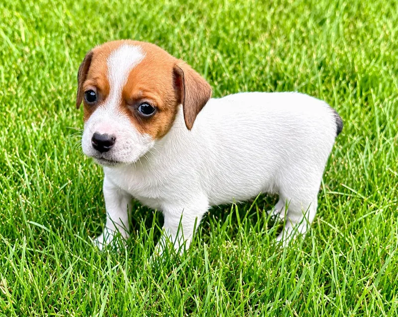 A baby small-sized male Jack Russell Terrier dog named Theo for adoption in Chesterfield, MI