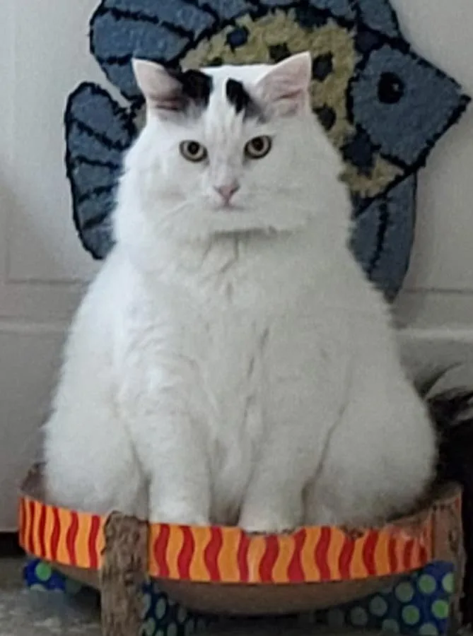 A young medium-sized male White Domestic Long Hair cat named Spanky for adoption in Elmwood Park, NJ