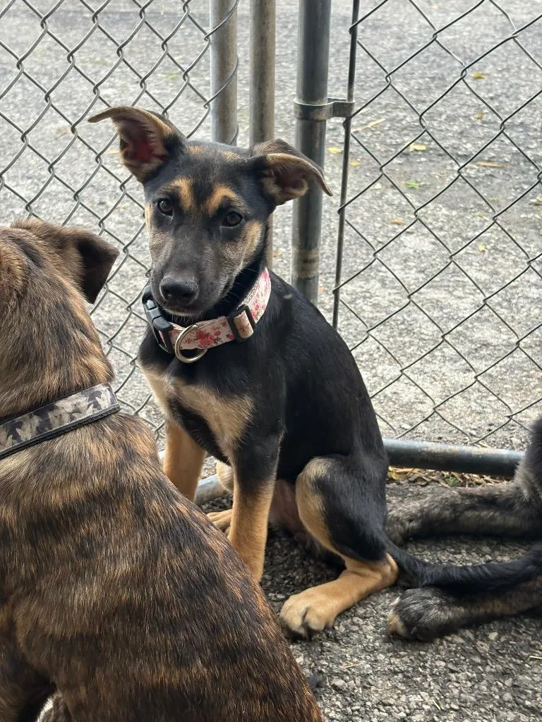 A baby medium-sized female German Shepherd Dog dog named White Flower Collar for adoption in Russellville, KY