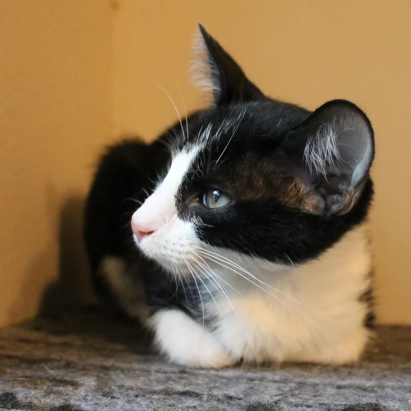 A baby medium-sized female Black & White / Tuxedo Domestic Short Hair cat named Ryder for adoption in Guthrie, OK