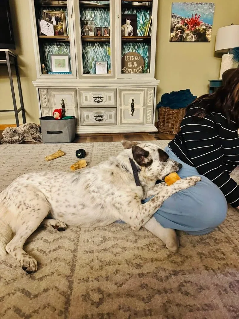 A young medium-sized male Australian Cattle Dog / Blue Heeler dog named Zorro for adoption in Moyock, NC