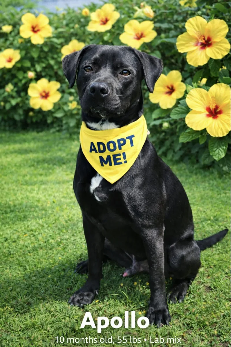 A young medium-sized male Labrador Retriever dog named Apollo for adoption in Allen, TX