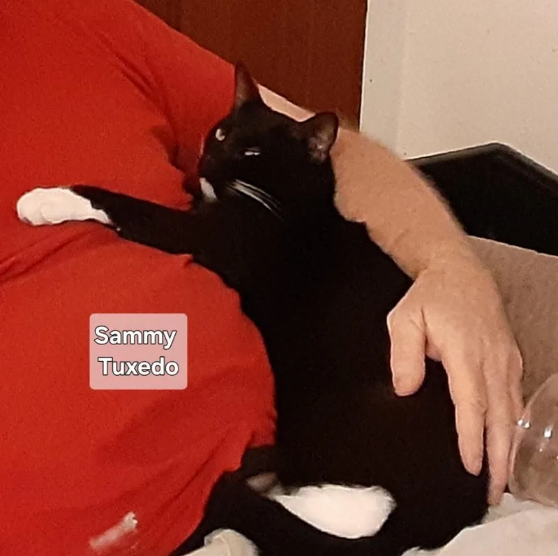 An adult medium-sized male Black & White / Tuxedo Domestic Short Hair cat named Sammy for adoption in Orlando, FL