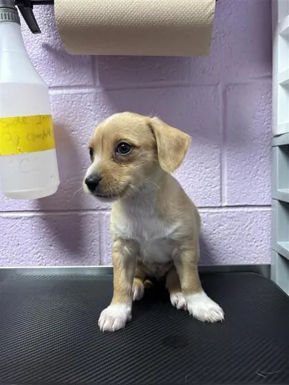 A baby small-sized male Apricot / Beige Mixed Breed dog named 61096222 for adoption in El Paso, TX