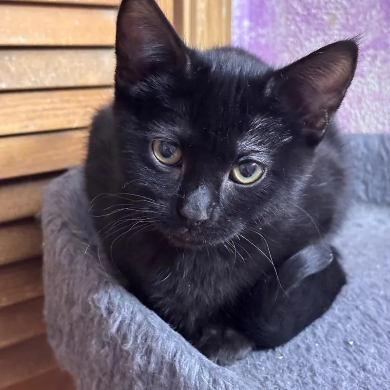 Jasper Aka Jaspurrrrrr