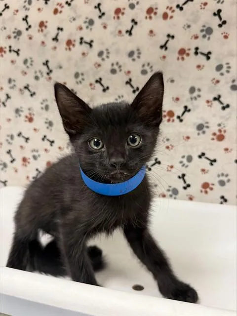 A baby small-sized male Domestic Short Hair cat named Solo for adoption in Riverside, CA