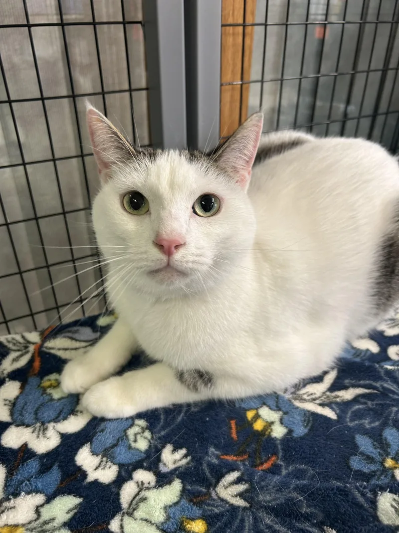 An adult medium-sized male Domestic Short Hair cat named Mantis for adoption in St. Clair, MI