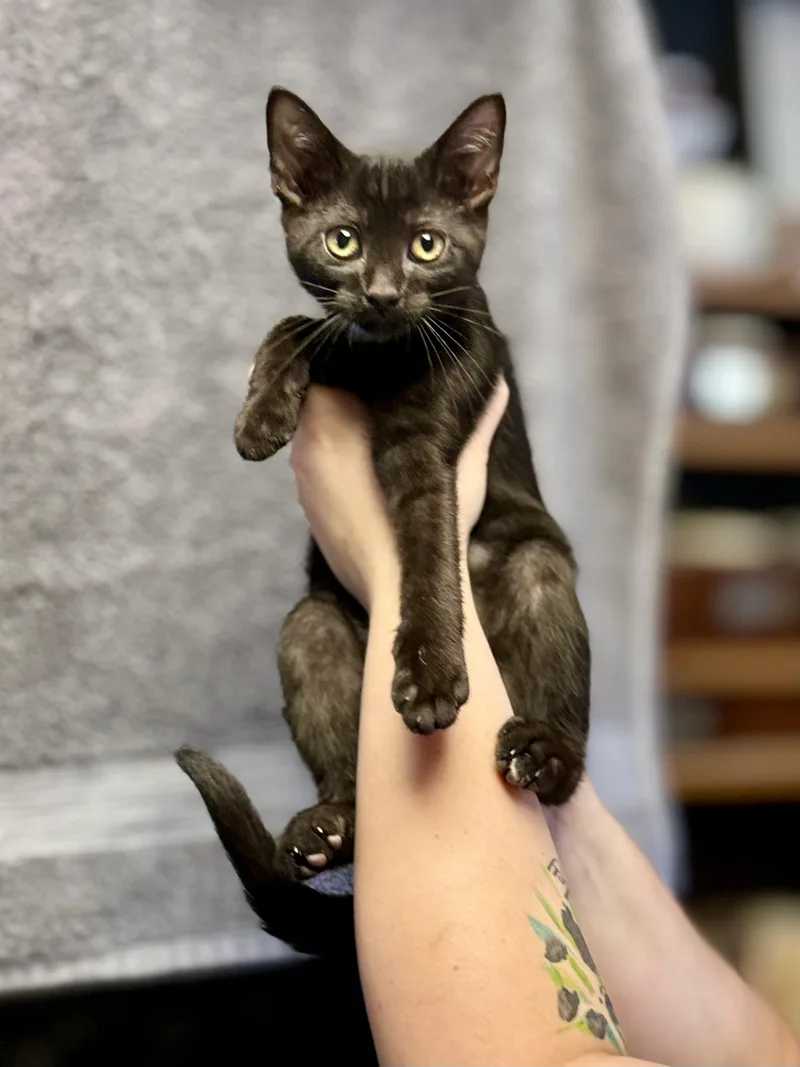 A baby medium-sized female Black Domestic Short Hair cat named Snooki for adoption in Anderson, IN