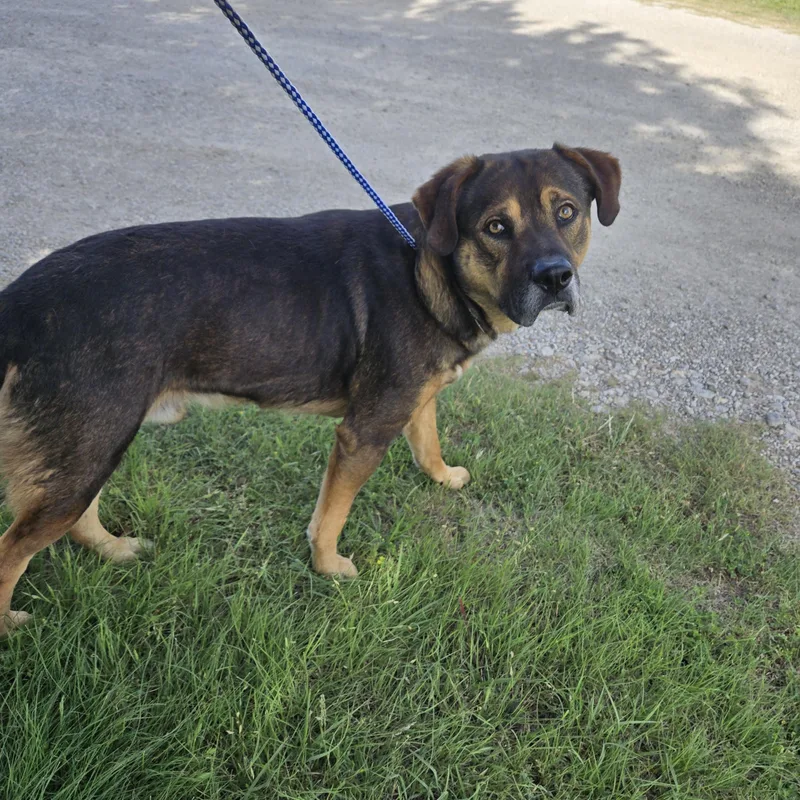 An adult large-sized male Sable German Shepherd Dog dog named Corduroy for adoption in Graham, TX