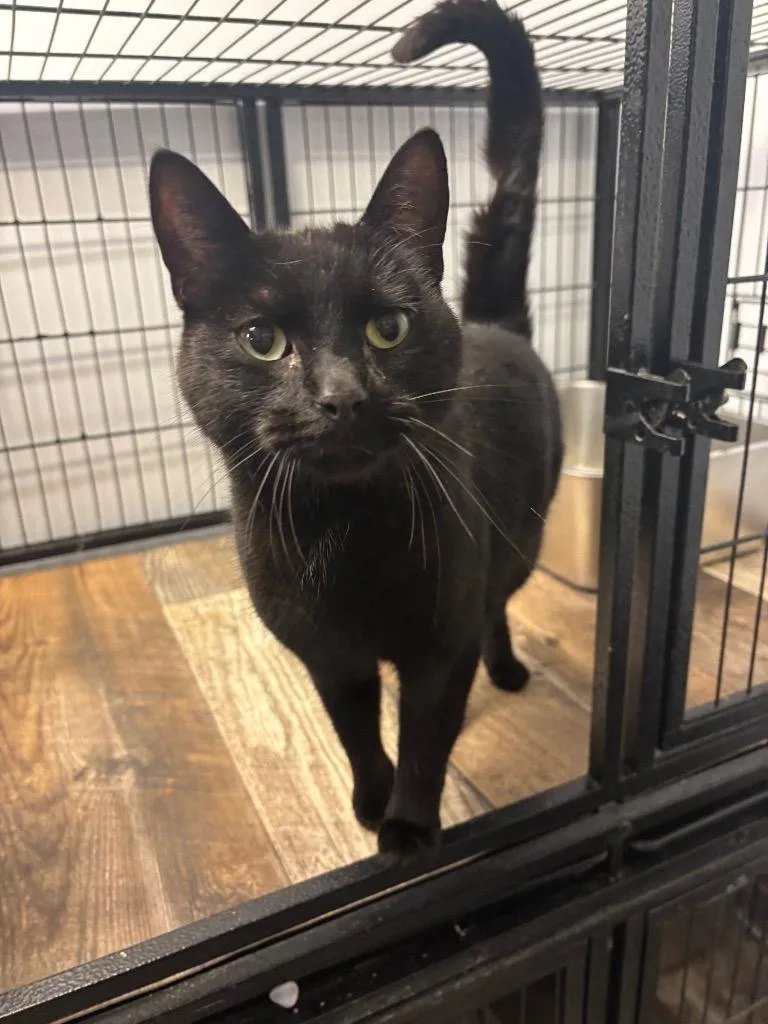 A young medium-sized male Domestic Short Hair cat named Midnight for adoption in Algona, IA