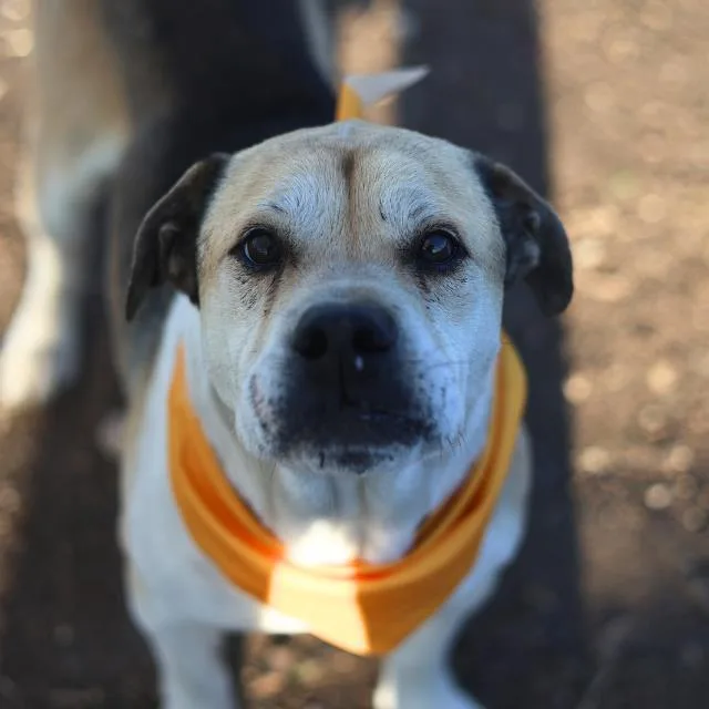An adult medium-sized male Labrador Retriever dog named Maximus for adoption in San Antonio, TX
