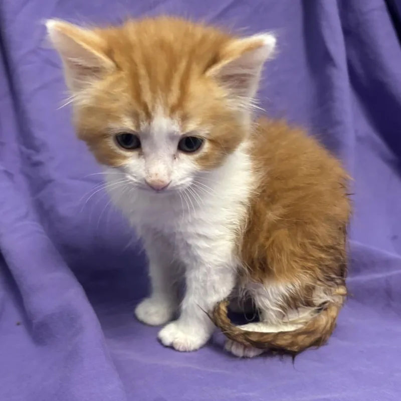 A baby small-sized female White Domestic Short Hair cat named Ember for adoption in Point Richmond, CA