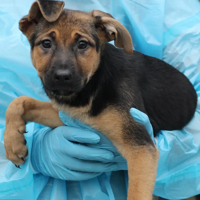 A baby medium-sized female Tricolor (Brown, Black, & White) German Shepherd Dog dog named Sedona for adoption in Lemont, IL