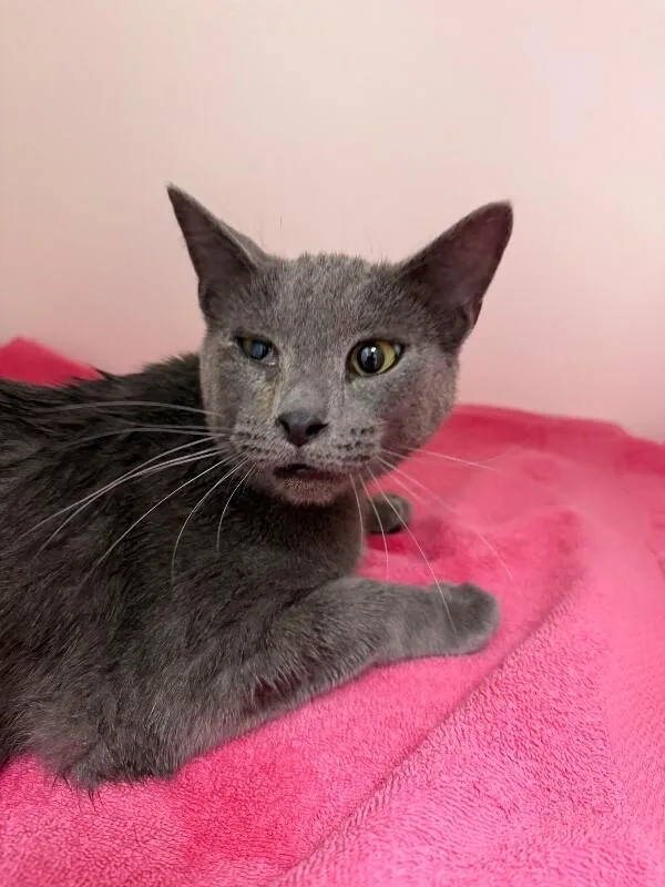 An adult medium-sized male Tabby (Gray / Blue / Silver) Domestic Short Hair cat named Little mouth for adoption in Hobbs, NM