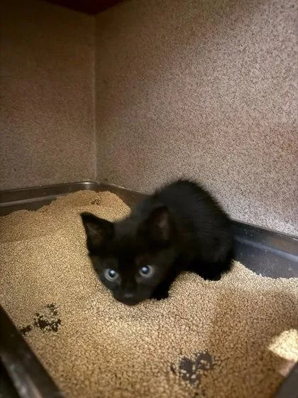 A baby small-sized male Domestic Short Hair cat named Mustard Seed for adoption in Washington, DC