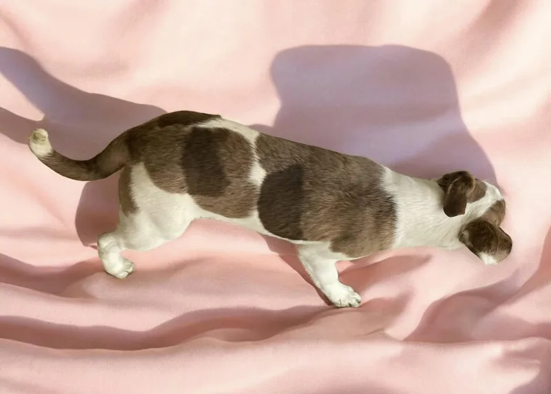 Ketchup  Nj thumbnail 2