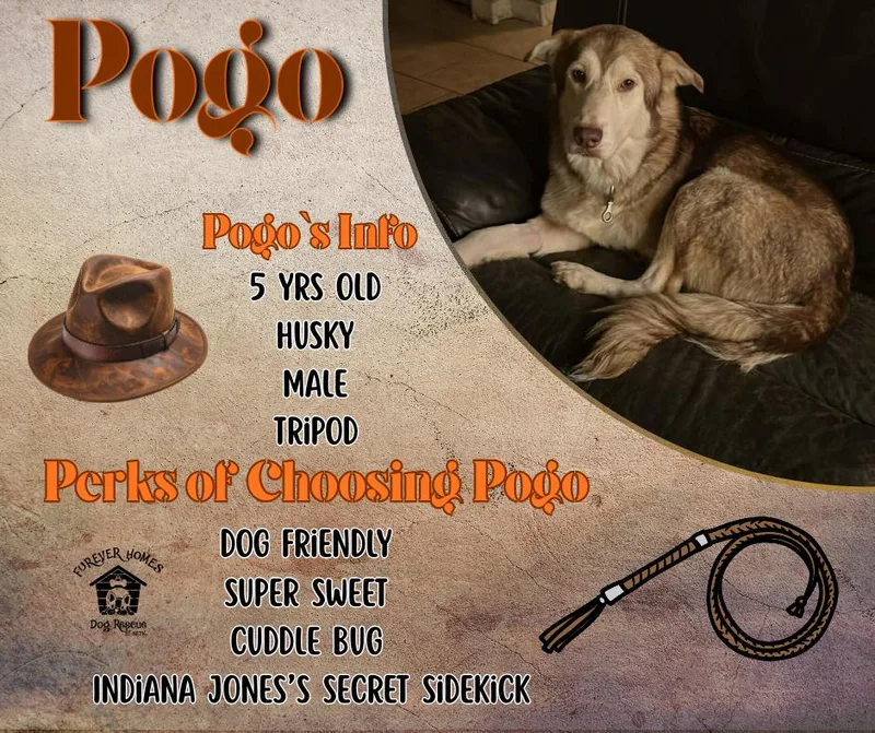Pogo