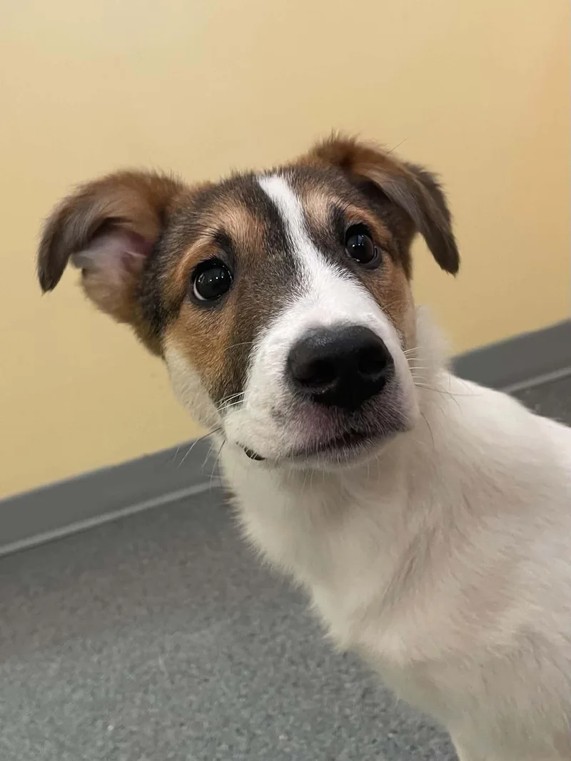 A young medium-sized male Shepherd dog named Birch for adoption in Covington, VA