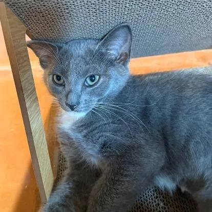 A baby small-sized female Domestic Short Hair cat named Ava for adoption in Cumming, GA