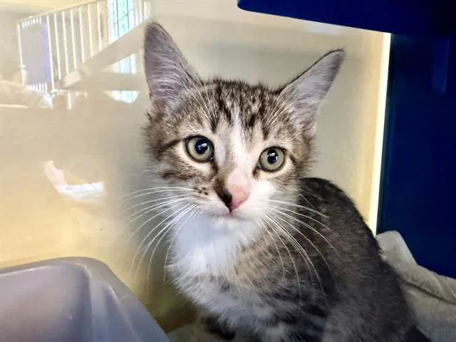 A baby small-sized male Domestic Short Hair cat named Nuago for adoption in Santa Rosa, CA