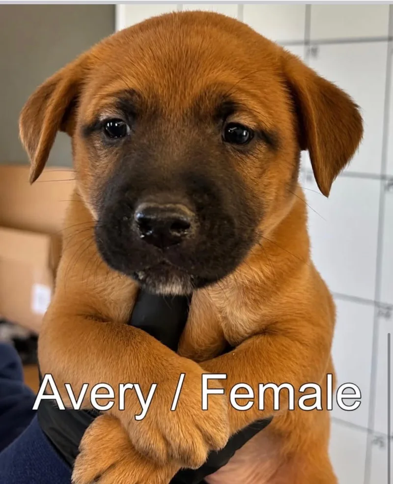 A baby medium-sized female Labrador Retriever dog named Avery for adoption in Carmel, NY