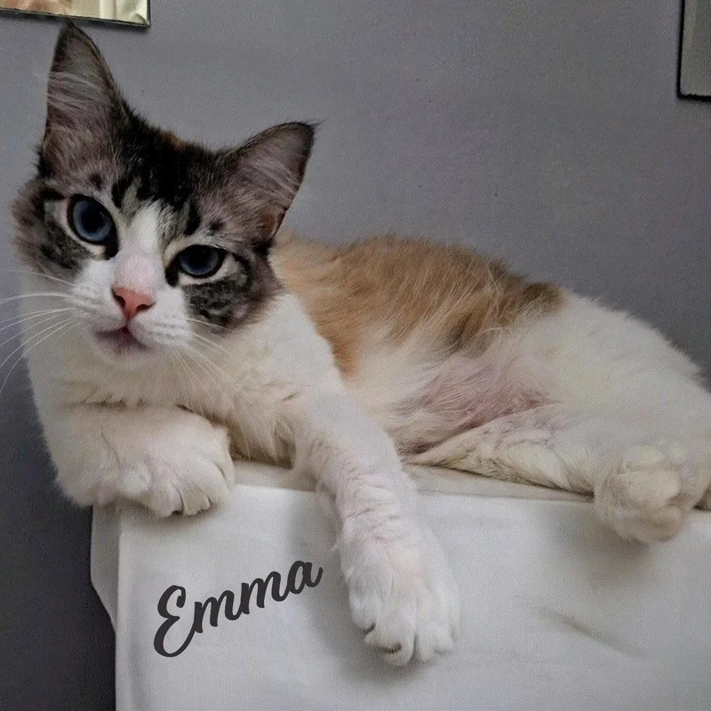 A young medium-sized female Snowshoe cat named Emma Searchingforsolitude for adoption in Houston, TX