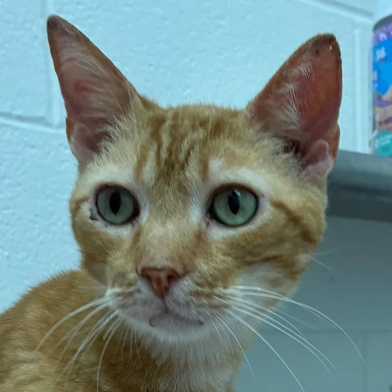 A senior medium-sized male Orange / Red Domestic Short Hair cat named Whiskey for adoption in Corpus Christi, TX